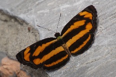 Euphaedra inanoides - Kleiner Gelber Segler